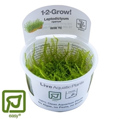 Leptodictyum riparium - 1-2-grow